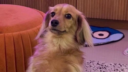 Стримерша PooperNoodle научила свою собаку играть в League of Legends